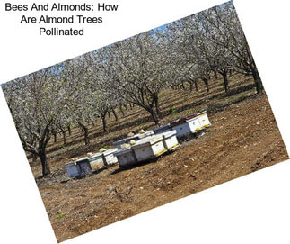 Bees And Almonds: How Are Almond Trees Pollinated
