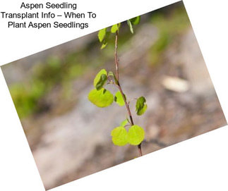 Aspen Seedling Transplant Info – When To Plant Aspen Seedlings