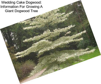 Wedding Cake Dogwood: Information For Growing A Giant Dogwood Tree