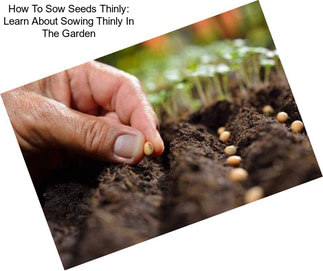 How To Sow Seeds Thinly: Learn About Sowing Thinly In The Garden