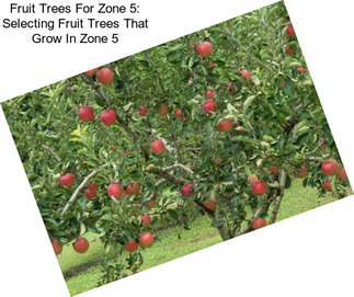 Fruit Trees For Zone 5: Selecting Fruit Trees That Grow In Zone 5