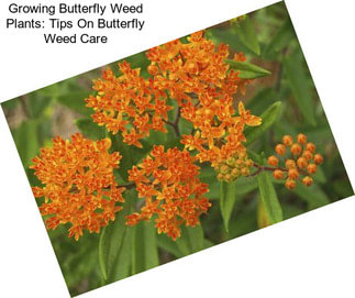 Growing Butterfly Weed Plants: Tips On Butterfly Weed Care