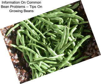Information On Common Bean Problems – Tips On Growing Beans