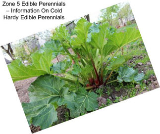 Zone 5 Edible Perennials – Information On Cold Hardy Edible Perennials