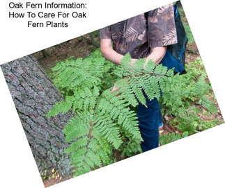 Oak Fern Information: How To Care For Oak Fern Plants