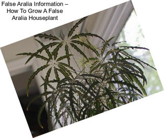 False Aralia Information – How To Grow A False Aralia Houseplant