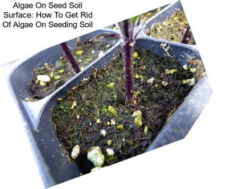 Algae On Seed Soil Surface: How To Get Rid Of Algae On Seeding Soil