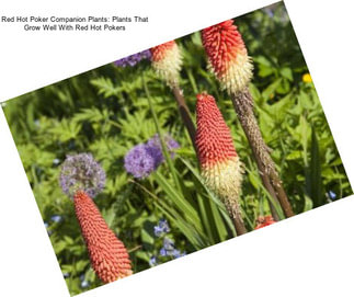 Red Hot Poker Companion Plants: Plants That Grow Well With Red Hot Pokers