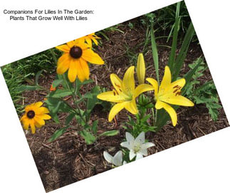 Companions For Lilies In The Garden: Plants That Grow Well With Lilies