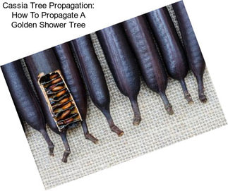 Cassia Tree Propagation: How To Propagate A Golden Shower Tree