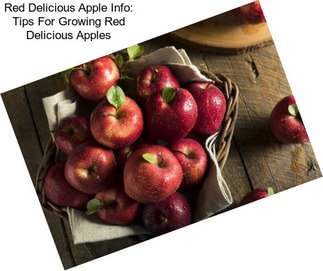 Red Delicious Apple Info: Tips For Growing Red Delicious Apples