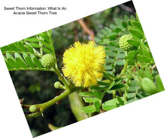 Sweet Thorn Information: What Is An Acacia Sweet Thorn Tree