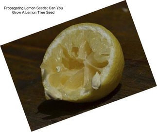 Propagating Lemon Seeds: Can You Grow A Lemon Tree Seed