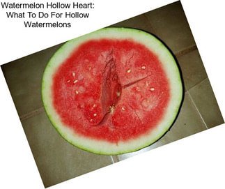 Watermelon Hollow Heart: What To Do For Hollow Watermelons