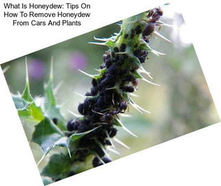 What Is Honeydew: Tips On How To Remove Honeydew From Cars And Plants