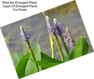 What Are Emergent Plants: Types Of Emergent Plants For Ponds