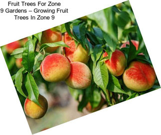 Fruit Trees For Zone 9 Gardens – Growing Fruit Trees In Zone 9