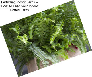 Fertilizing Indoor Ferns – How To Feed Your Indoor Potted Ferns
