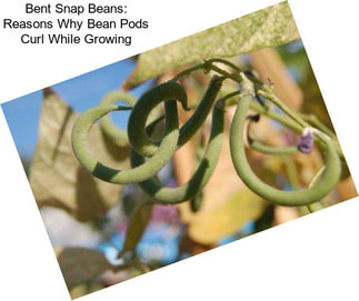 Bent Snap Beans: Reasons Why Bean Pods Curl While Growing