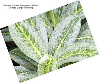 Trimming Chinese Evergreens – Tips On Chinese Evergreen Pruning
