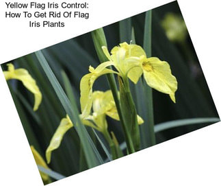 Yellow Flag Iris Control: How To Get Rid Of Flag Iris Plants