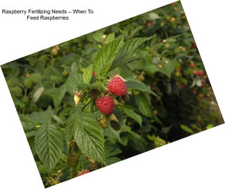 Raspberry Fertilizing Needs – When To Feed Raspberries
