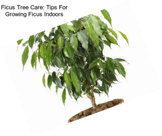 Ficus Tree Care: Tips For Growing Ficus Indoors