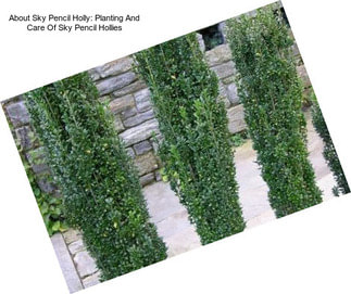 About Sky Pencil Holly: Planting And Care Of Sky Pencil Hollies
