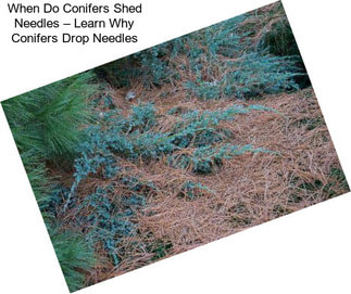 When Do Conifers Shed Needles – Learn Why Conifers Drop Needles