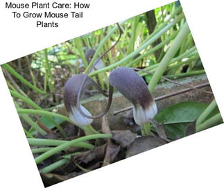 Mouse Plant Care: How To Grow Mouse Tail Plants
