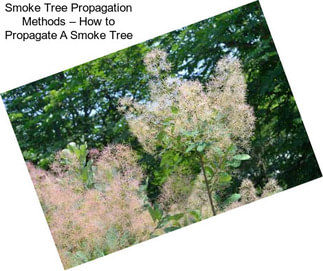 Smoke Tree Propagation Methods – How to Propagate A Smoke Tree