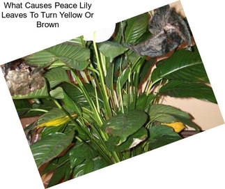 What Causes Peace Lily Leaves To Turn Yellow Or Brown