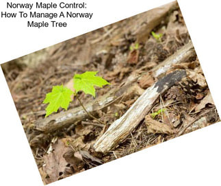 Norway Maple Control: How To Manage A Norway Maple Tree