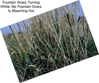 Fountain Grass Turning White: My Fountain Grass Is Bleaching Out