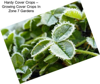 Hardy Cover Crops – Growing Cover Crops In Zone 7 Gardens