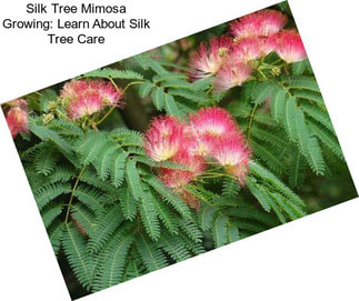 Silk Tree Mimosa Growing: Learn About Silk Tree Care