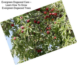 Evergreen Dogwood Care – Learn How To Grow Evergreen Dogwood Trees