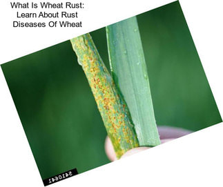 What Is Wheat Rust: Learn About Rust Diseases Of Wheat