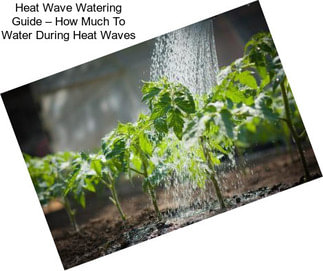 Heat Wave Watering Guide – How Much To Water During Heat Waves