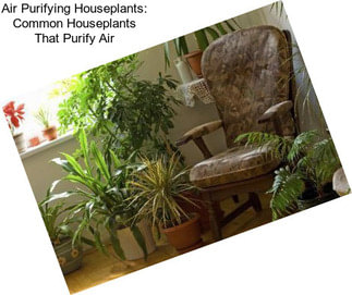 Air Purifying Houseplants: Common Houseplants That Purify Air