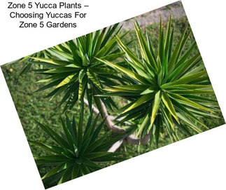 Zone 5 Yucca Plants – Choosing Yuccas For Zone 5 Gardens