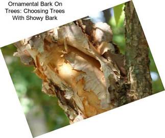 Ornamental Bark On Trees: Choosing Trees With Showy Bark