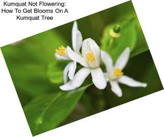 Kumquat Not Flowering: How To Get Blooms On A Kumquat Tree