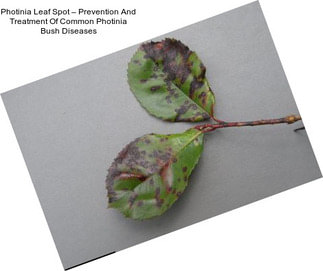 Photinia Leaf Spot – Prevention And Treatment Of Common Photinia Bush Diseases