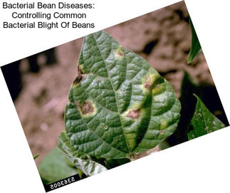Bacterial Bean Diseases: Controlling Common Bacterial Blight Of Beans