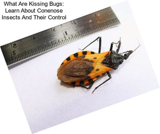 What Are Kissing Bugs: Learn About Conenose Insects And Their Control