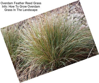 Overdam Feather Reed Grass Info: How To Grow Overdam Grass In The Landscape