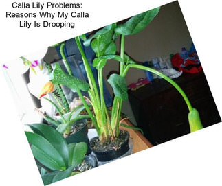 Calla Lily Problems: Reasons Why My Calla Lily Is Drooping