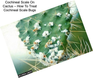 Cochineal Scale On Cactus – How To Treat Cochineal Scale Bugs