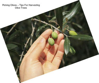 Picking Olives – Tips For Harvesting Olive Trees